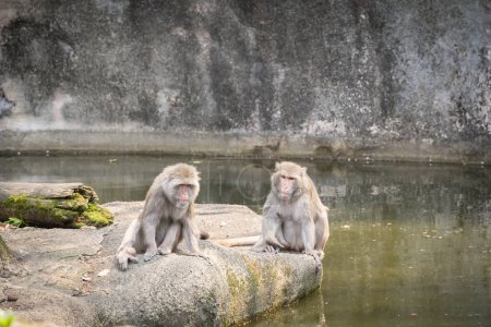 Deux singes macaques ennuyés assis sur le rocher entouré d'eau, Taipei, Taiwan.