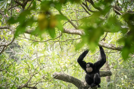 Schwarzer Siamang-Gibbon-Affe schreit im Dschungel unter dem Laub, Taipeh, Taiwan.