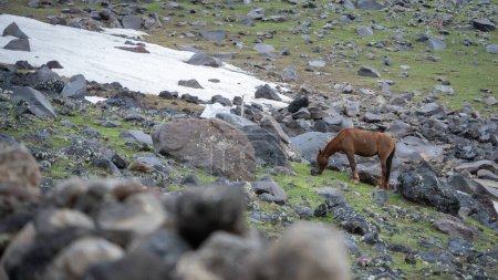 Pferde weiden auf der felsigen und schneebedeckten Seite des Berges, dem Berg Ararat in der Türkei.