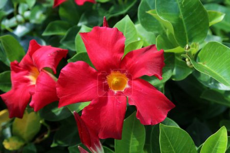 Photo for Beautiful mandevilla flowers on natural green background - Royalty Free Image