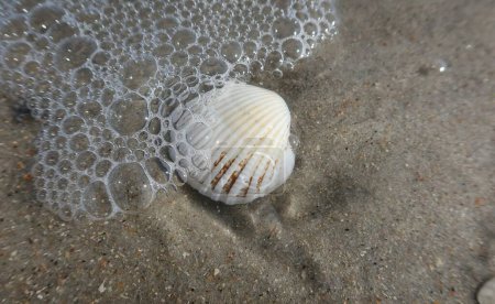 Photo for White seashell on ocean water in Florida beach - Royalty Free Image