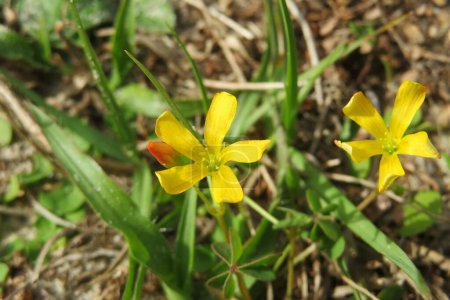Foto de Hermosas flores amarillas en Florida salvaje - Imagen libre de derechos