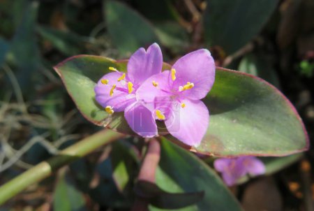 Téléchargez les photos : Beautiful purple tradescantia flowers - en image libre de droit