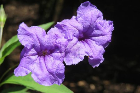 Photo for Closeup of purple petunia flowers in the garden - Royalty Free Image
