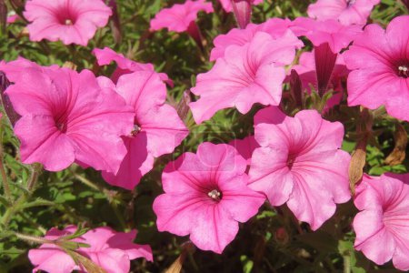 Foto de Hermosas flores de petunia rosa en la naturaleza de Florida, primer plano - Imagen libre de derechos