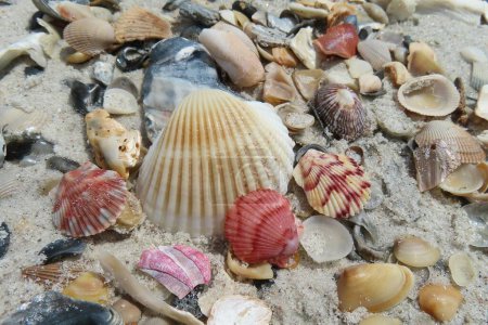 Photo for Beautiful colored seashells on the beach in Atlantic coast of North Florida - Royalty Free Image