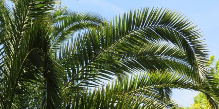 Palmenzweige auf blauem Himmel in der Natur Floridas