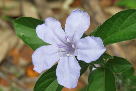 Foto de Primer plano de flor de ruellia azul en la Florida salvaje - Imagen libre de derechos