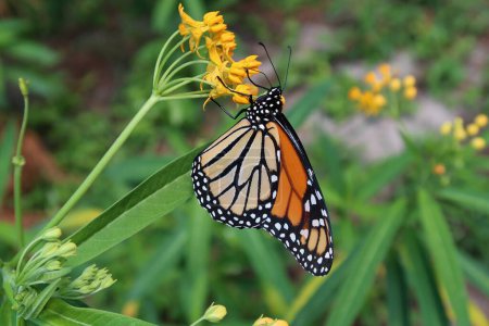 Foto de Mariposa monarca sobre flores de asclepias amarillas en la naturaleza de Florida, primer plano - Imagen libre de derechos