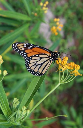 Foto de Mariposa monarca sobre flores de asclepias amarillas en la naturaleza de Florida, primer plano - Imagen libre de derechos