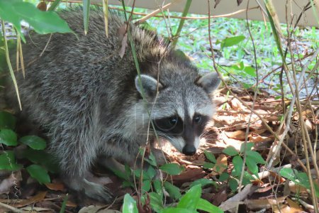 Raccoon on plant background in Florida wild, closeup