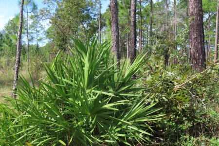 Foto de Flatwoods con sierra palmetto en el norte de la Florida bosque salvaje - Imagen libre de derechos