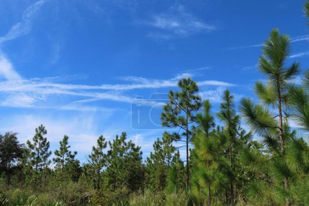 Foto de Hermoso paisaje del norte de Florida bosque salvaje - Imagen libre de derechos