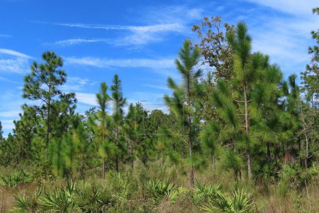 Foto de Hermoso paisaje del norte de Florida bosque salvaje - Imagen libre de derechos