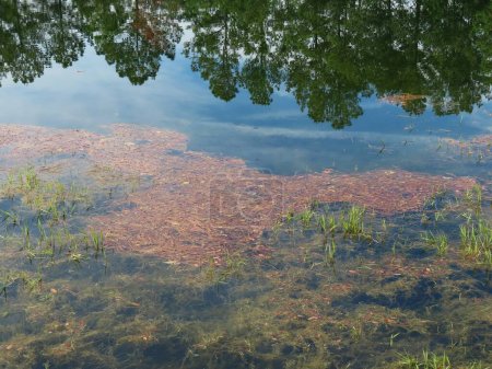 Foto de Estanque con plantas de río en la naturaleza de Florida - Imagen libre de derechos