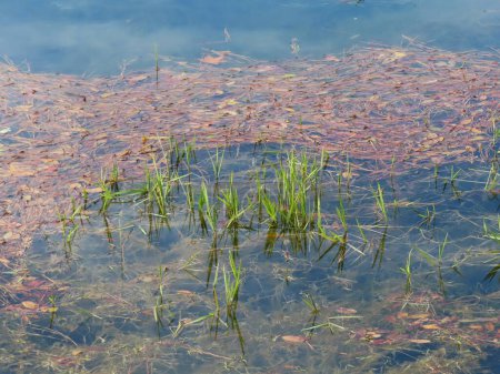 Foto de Estanque con plantas de río en la naturaleza de Florida - Imagen libre de derechos