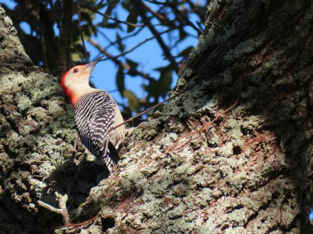 Red-bellied woodpecker on tree in Florida nature, closeup