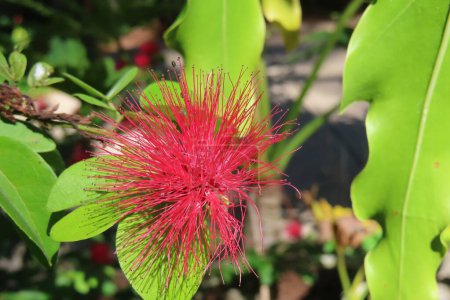 Belles fleurs de calliandra rouge, fleurs bouffantes en poudre rouge en Floride nature, gros plan 