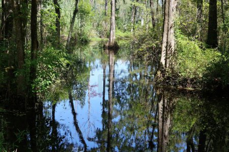 Foto de Hermoso paisaje de pantanos y bosques del norte de Florida - Imagen libre de derechos