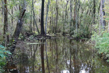 Foto de Hermoso paisaje de pantanos y bosques del norte de Florida - Imagen libre de derechos