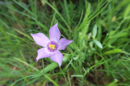 Photo for Beautiful purple Sabatia stellaris flower in Florida wild, closeup - Royalty Free Image