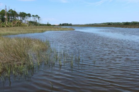 Foto de Hermoso paisaje en los pantanos y el río del norte de Florida - Imagen libre de derechos