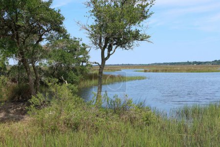 Foto de Hermoso paisaje en los pantanos y el río del norte de Florida - Imagen libre de derechos