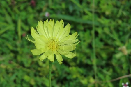 Belle fleur jaune sur fond vert naturel en Floride nature, gros plan
