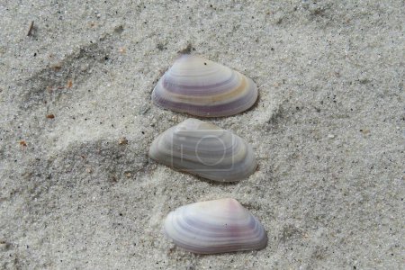 Photo for Beautiful colorful three shells on sand background in Atlantic coast of North Florida - Royalty Free Image