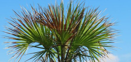 Palm tree branches on blue sky background in Florida nature, panoramic view