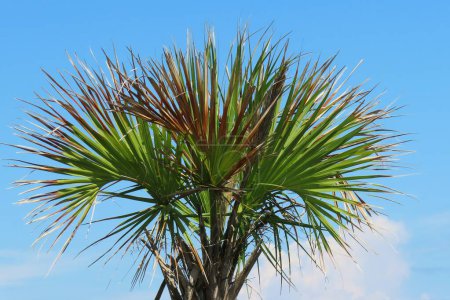Schöne Palme auf blauem Himmel Hintergrund in Florida Natur