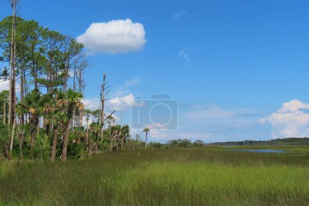 Téléchargez les photos : Belle vue sur les rivières et les marais en Floride du Nord nature - en image libre de droit