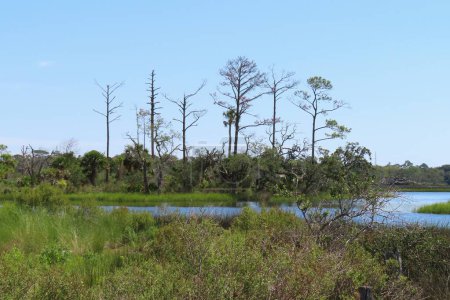 Foto de Hermosa vista sobre ríos y pantanos en la naturaleza del norte de Florida - Imagen libre de derechos