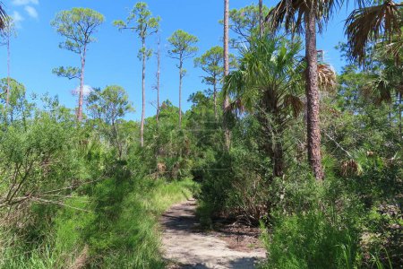 Foto de Hermoso paisaje de la naturaleza del norte de Florida - Imagen libre de derechos