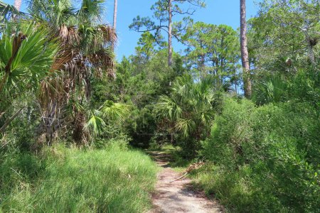 Téléchargez les photos : Beau paysage de la nature nord de la Floride - en image libre de droit