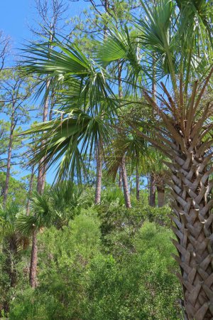 Beau palmier sur fond de ciel bleu en Floride nature