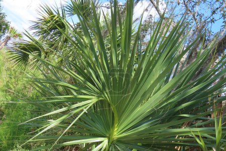 Palmenzweige in Florida wild, Nahaufnahme