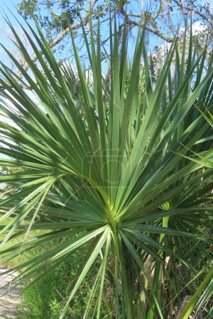 Palmenzweige in Florida wild, Nahaufnahme