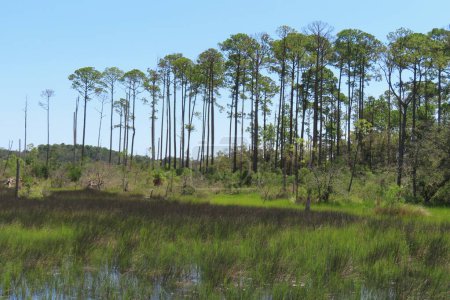 Foto de Hermoso paisaje de la naturaleza del norte de Florida - Imagen libre de derechos