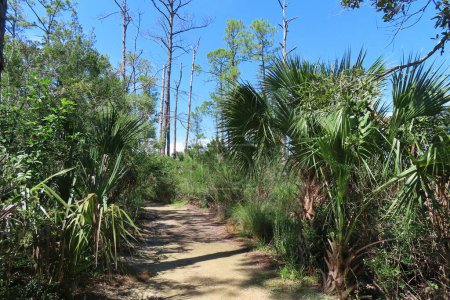 Téléchargez les photos : Beau paysage de la nature nord de la Floride - en image libre de droit