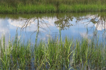 Téléchargez les photos : Fond d'eau avec des plantes de rivière sur la nature Floride - en image libre de droit