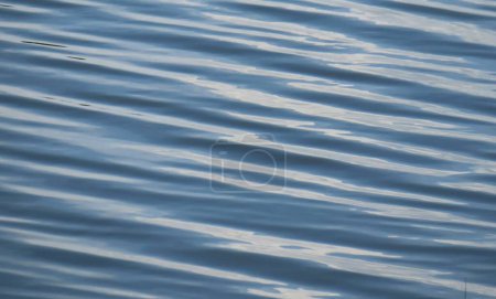Light blue rippled water surface on Florida lake as a background