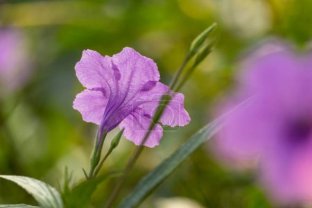 Foto de Purple Ruellia tuberose, pod popping, cracker plant or minnieroot flower in backside with natural blurred background. - Imagen libre de derechos