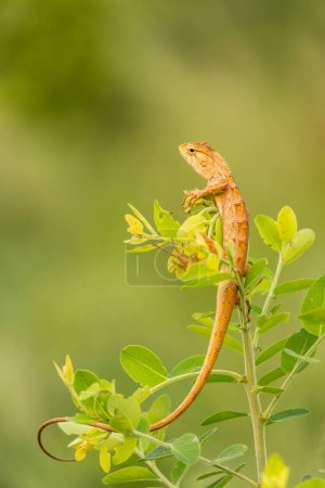 An oriental garden lizard sitting on a plant isolated on natural blurred green background with copy space. It is also known as an eastern garden lizard, a common garden lizard or a changeable lizard.