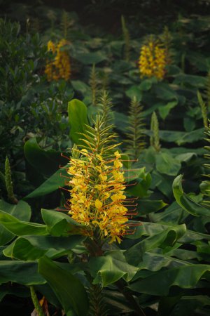 Téléchargez les photos : Close up view of three Hedychium gardnerianum flowers, a yellow endemic plant of Azores. High quality photo - en image libre de droit