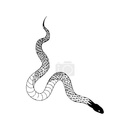 Téléchargez les illustrations : Illustration vectorielle d'un serpent - en licence libre de droit