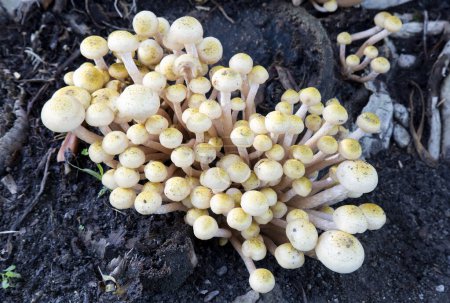 Armillaria mellea communément appelé champignon du miel