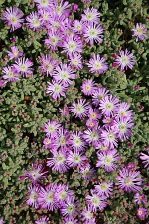 Drosanthemum hispidum is a species of succulent perennial herb native to South Africa