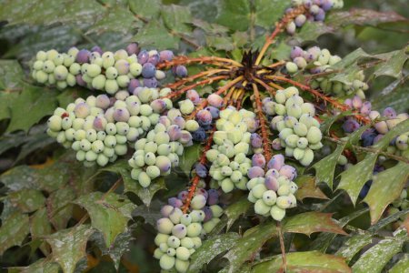 Mahonia aquifolium comúnmente conocida como uva de Oregón es originaria de América del Norte. Detalle de frutas
