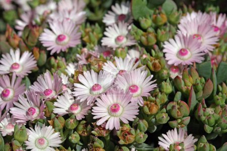 Oscularia deltoides is a species of flowering succulent plant i native to tSouth Africa